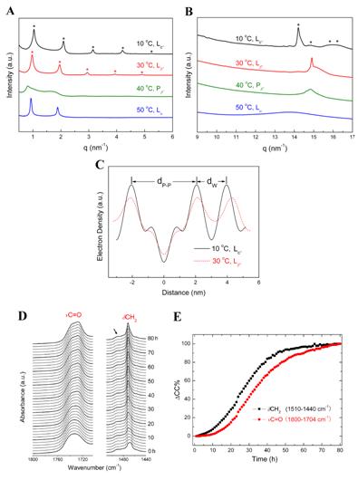 生物膜磷脂分子聚集体的相变触发机制