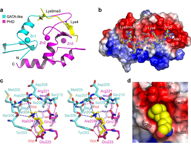 ATRX ADD结构域关联一种非典型组蛋白甲基化识别机制到人类智力发育迟滞综合征