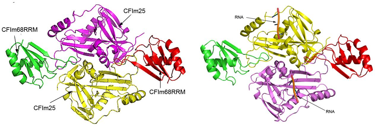 人类剪切因子Im复合物识别前体mRNA的结构基础