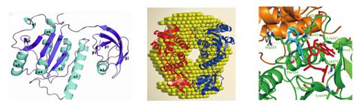 核糖体RNA甲基转移酶RlmG和RsmE的结构和功能研究