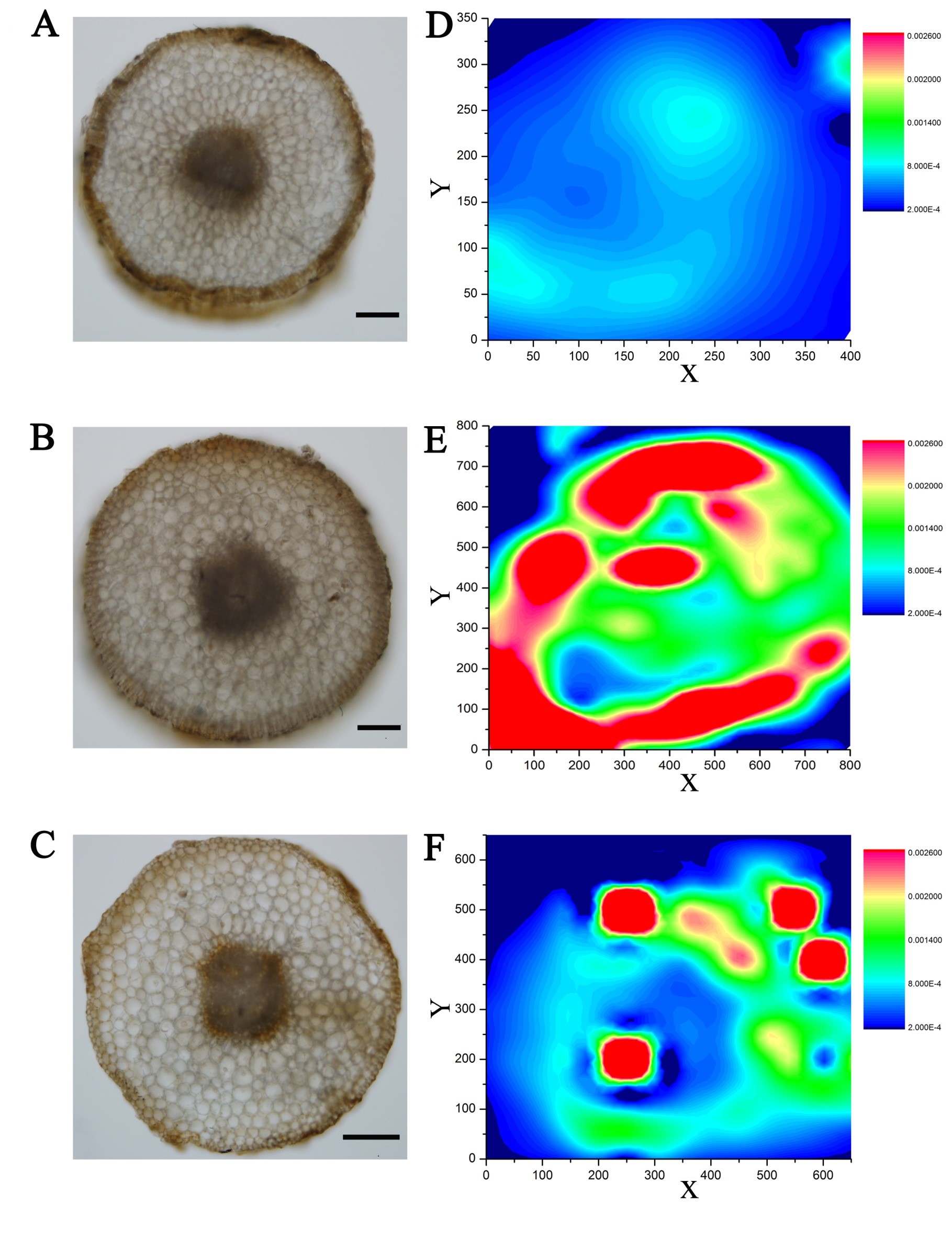 IRT1启动子TATA box调控苹果砧木铁吸收机制研究