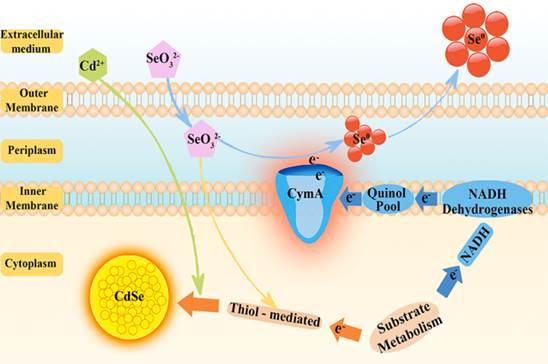 调控胞外电子实现纳米材料的生物定向合成