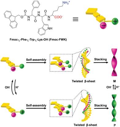 末端电荷调控多肽分子的动态手性自组装