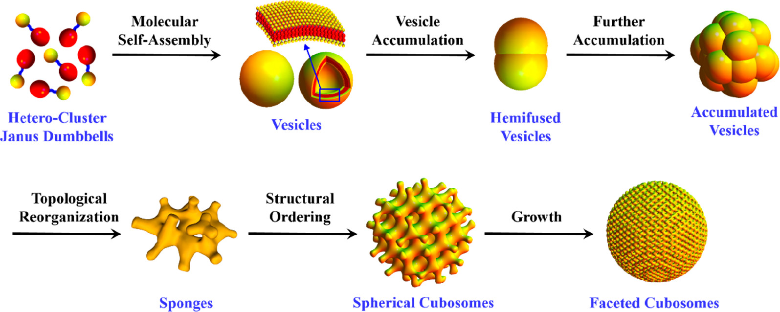 揭开立方相囊泡形成之谜