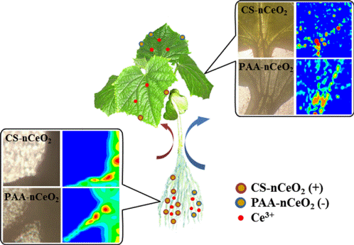 纳米二氧化铈的表面电荷影响其在黄瓜植株中的转化、转运及毒性