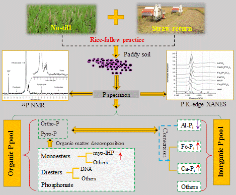同步辐射技术在分子尺度上还原了保护性耕作土壤磷元素的真实赋存形态