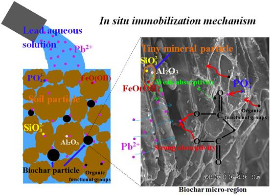 椰纤维生物质炭对土壤中铅的吸附：地球化学和光谱学研究
