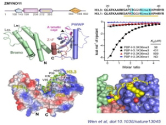 北京同步辐射光源用户在《自然》杂志发文揭示组蛋白变体甲基化识别新机制