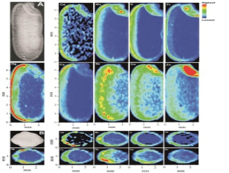 同步辐射在稻米中汞的分布特征及赋存状态研究中发挥重要作用
