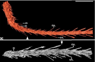 北京同步辐射装置助力第一块琥珀中恐龙标本的发现